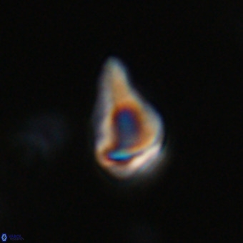 Triamutilaferrum donti VR 20078