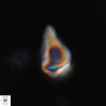 Triamutilaferrum donti VR 20078