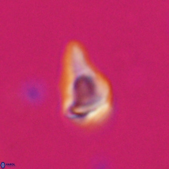 Triamutilaferrum donti VR 20079