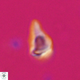 Triamutilaferrum donti VR 20079