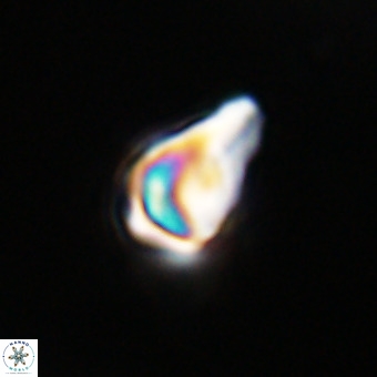 Triamutilaferrum donti VR 20070