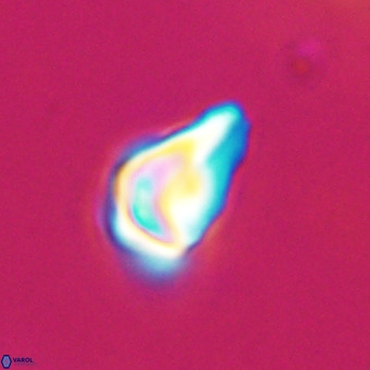 Triamutilaferrum donti VR 20071