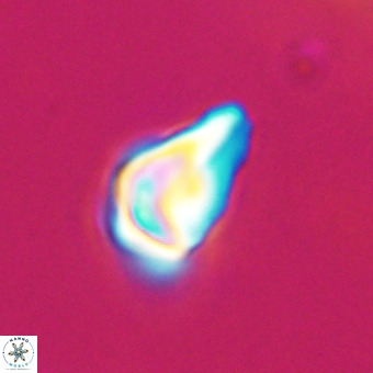 Triamutilaferrum donti VR 20071