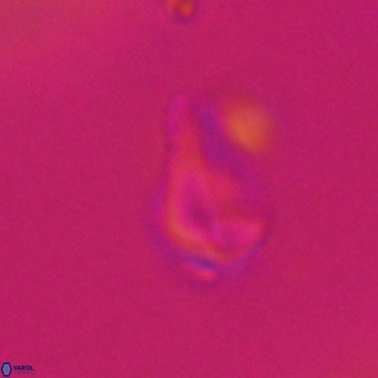 Triamutilaferrum donti VR 20072