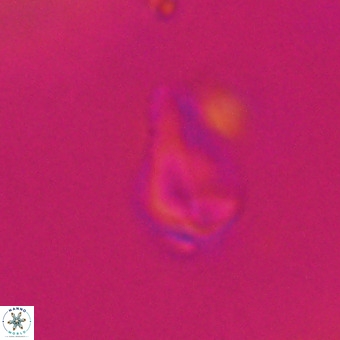 Triamutilaferrum donti VR 20072
