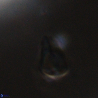 Triamutilaferrum donti VR 20073