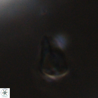 Triamutilaferrum donti VR 20073