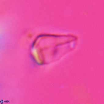 Triamutilaferrum donti VR 20084