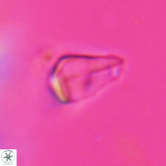 Triamutilaferrum donti VR 20084