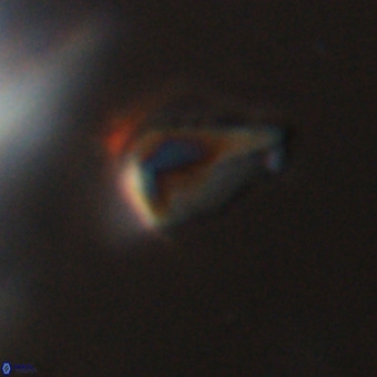 Triamutilaferrum donti VR 20085