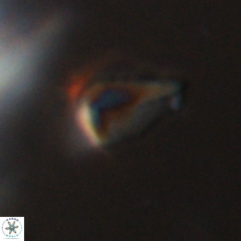 Triamutilaferrum donti VR 20085