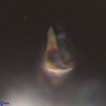 Triamutilaferrum donti VR 20086
