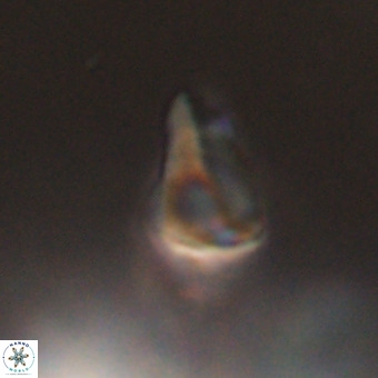 Triamutilaferrum donti VR 20086