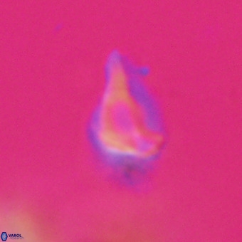 Triamutilaferrum donti VR 20087