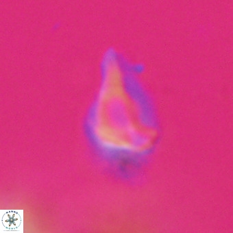 Triamutilaferrum donti VR 20087