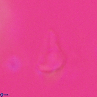 Triamutilaferrum donti VR 20080