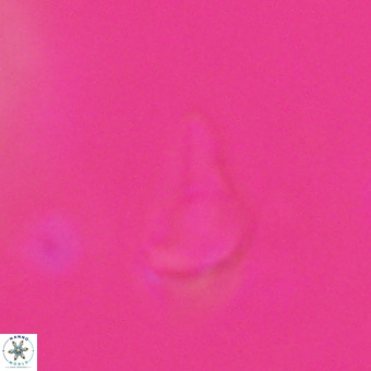 Triamutilaferrum donti VR 20080