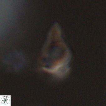 Triamutilaferrum donti VR 20081