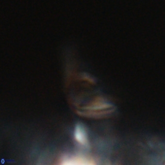 Triamutilaferrum donti VR 20082