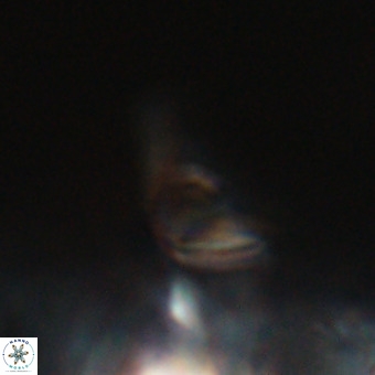 Triamutilaferrum donti VR 20082
