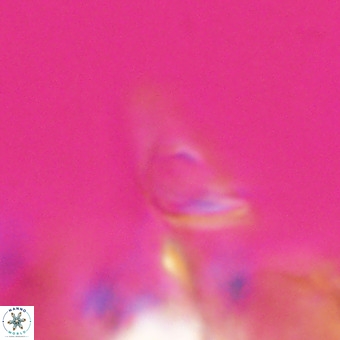Triamutilaferrum donti VR 20083