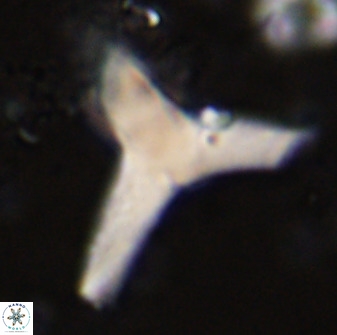 Tribrachiatus orthastylus 48962