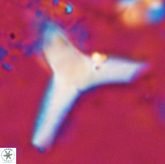 Tribrachiatus orthastylus 48963