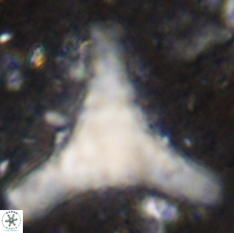 Tribrachiatus orthastylus 48992