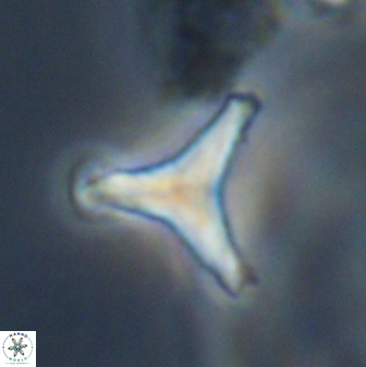 Tribrachiatus orthostylus 24304