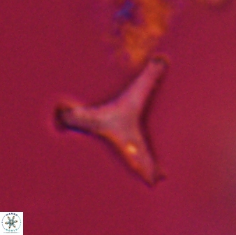 Tribrachiatus orthostylus 24302