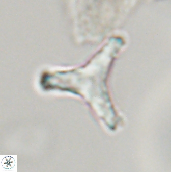 Tribrachiatus orthostylus 24303