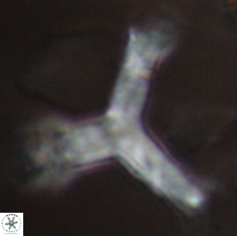 Tribrachiatus orthostylus 24334