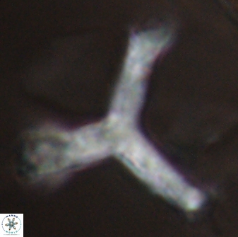 Tribrachiatus orthostylus 24335