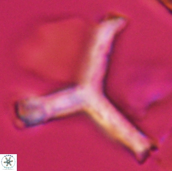 Tribrachiatus orthostylus 24332