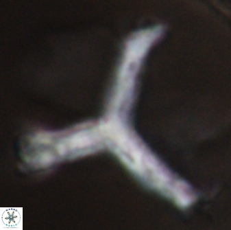 Tribrachiatus orthostylus 24333