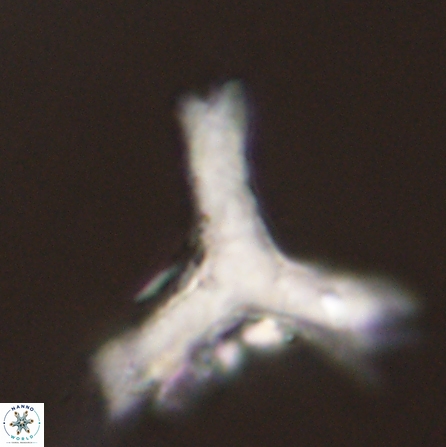 Tribrachiatus orthostylus 55924
