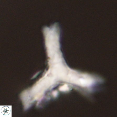 Tribrachiatus orthostylus 55925