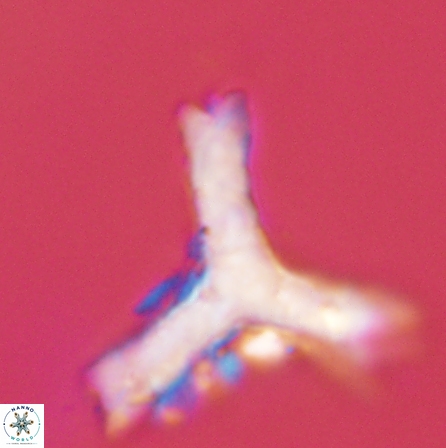 Tribrachiatus orthostylus 55926