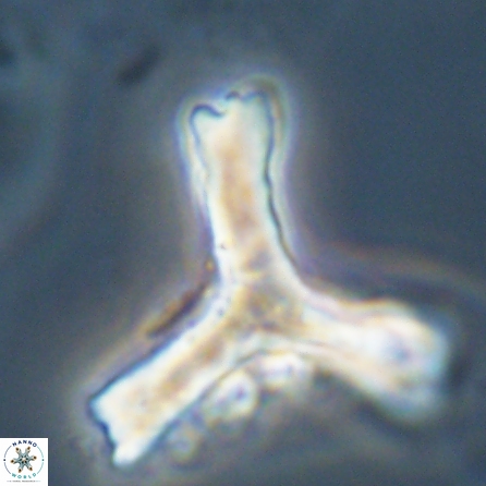 Tribrachiatus orthostylus 55928