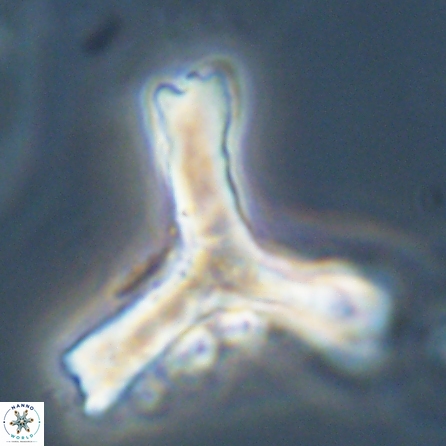 Tribrachiatus orthostylus 55929