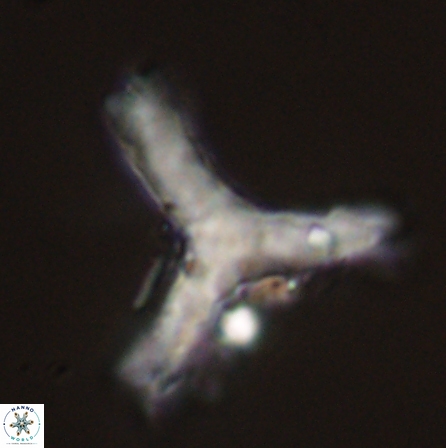 Tribrachiatus orthostylus 55934