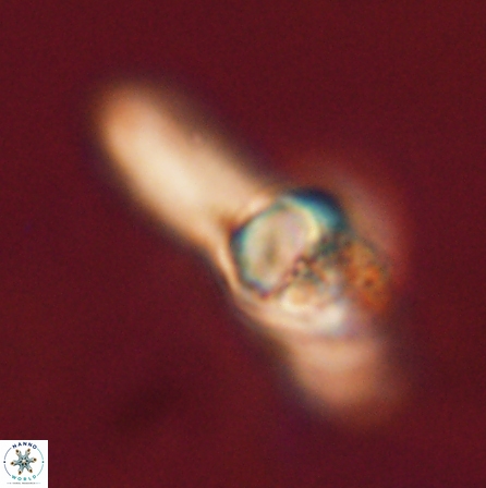 Tribrachiatus orthostylus 55936