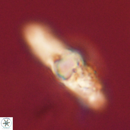 Tribrachiatus orthostylus 55937