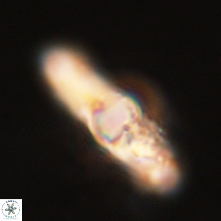 Tribrachiatus orthostylus 55938