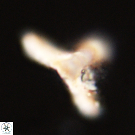 Tribrachiatus orthostylus 55939