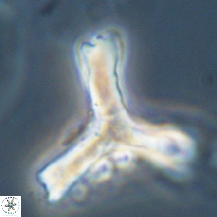 Tribrachiatus orthostylus 55930