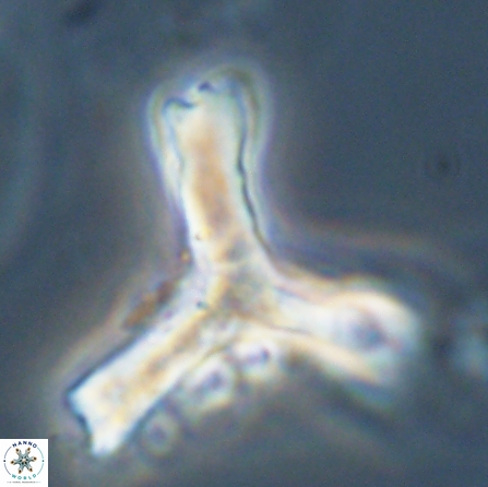 Tribrachiatus orthostylus 55931