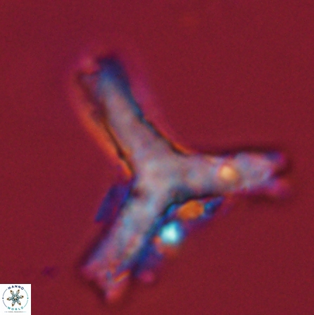 Tribrachiatus orthostylus 55932