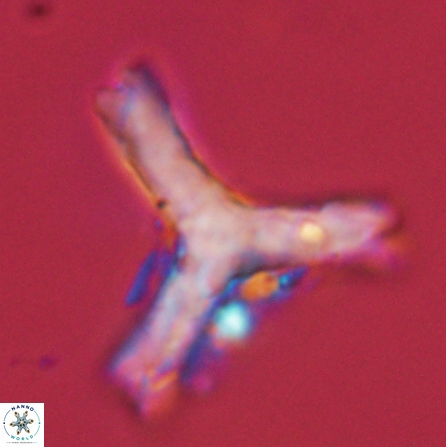 Tribrachiatus orthostylus 55933