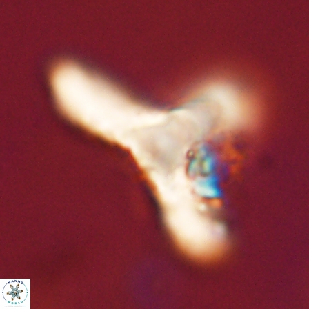 Tribrachiatus orthostylus 55940